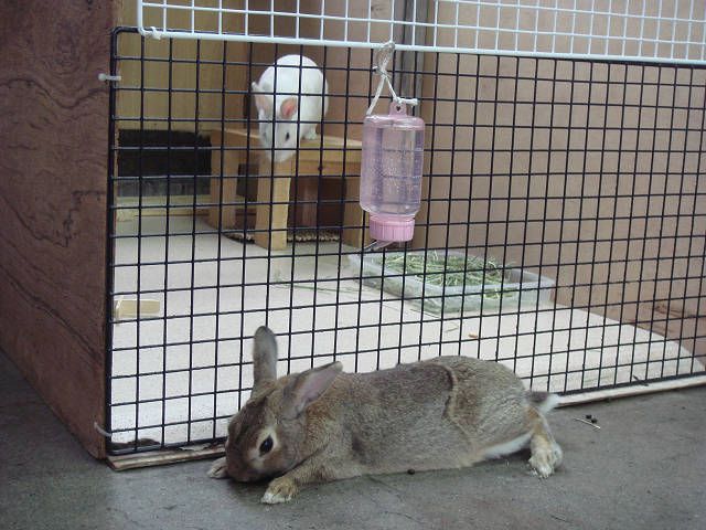 ごめんなさい。