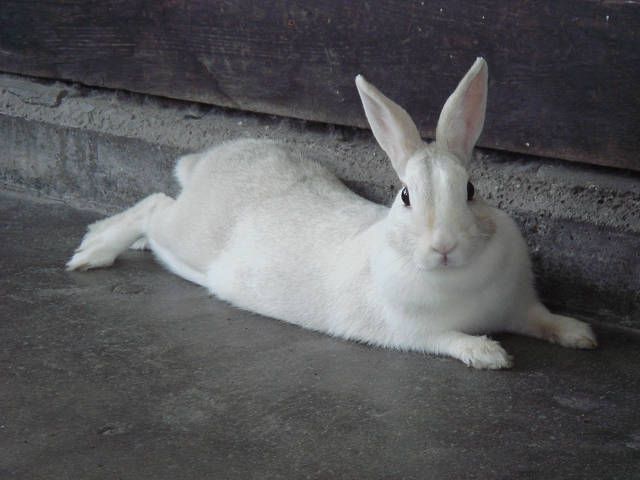 お知らせで～す（＾ｖ＾）