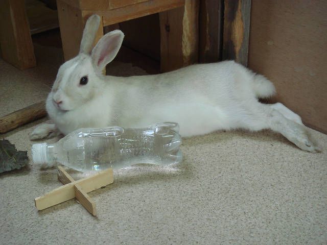 出番です。