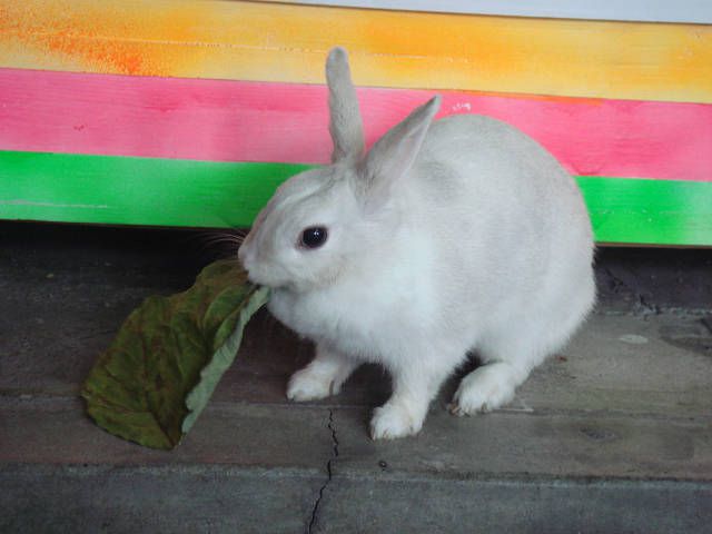 くずっ葉ムシャムシャ！