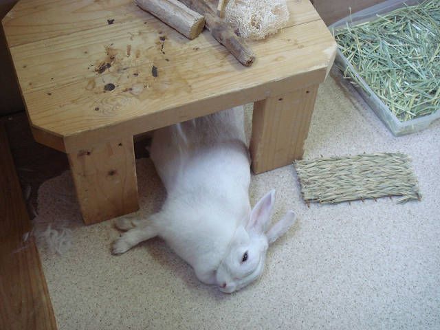 換毛中の私。