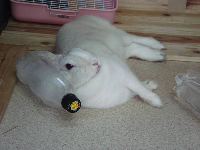 安眠枕だよ。