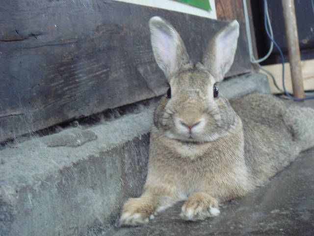 ぴーたーだよ。