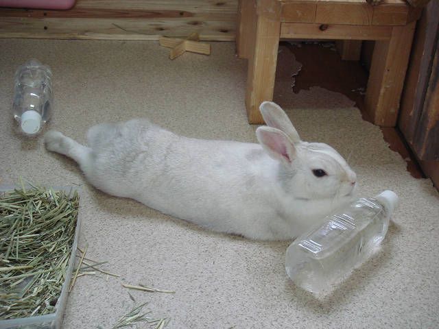 お盆も終わり。