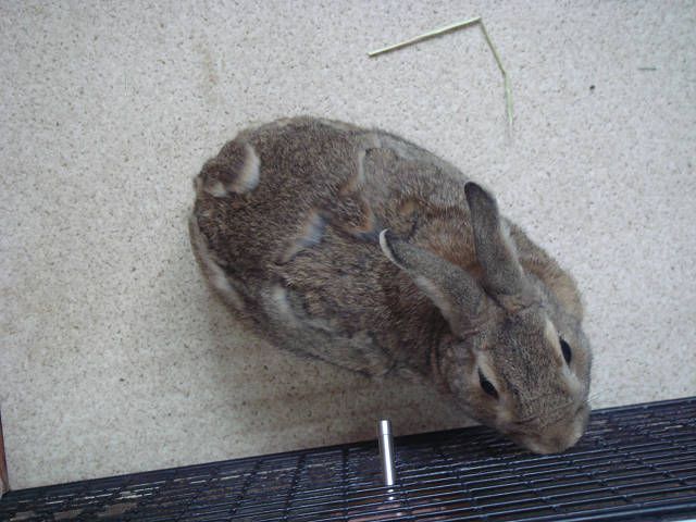 ただいま換毛中。