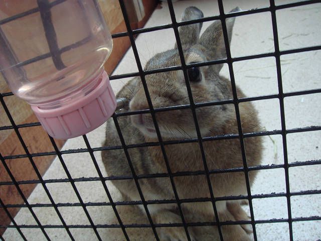 ボサボサ　てん　だよ。
