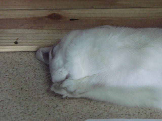 やっぱり。。。