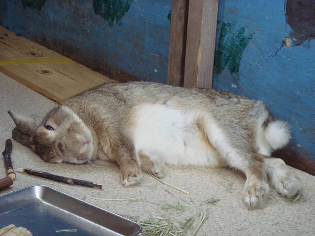 おやすみなさい。