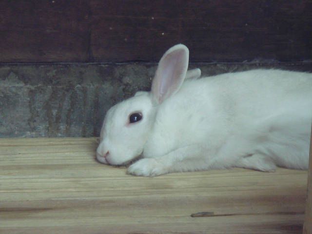 物思いにふけるもっちぃ。