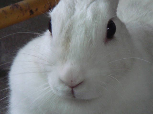 大きなお顔で・・・。