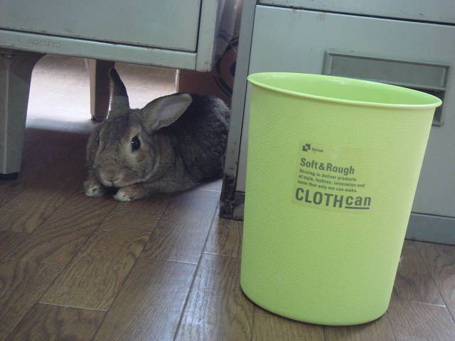 かくれんぼ！