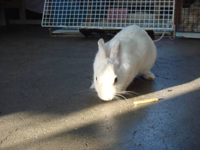 クンクンクン♪