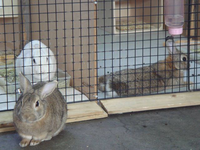 うさぎ3兄弟