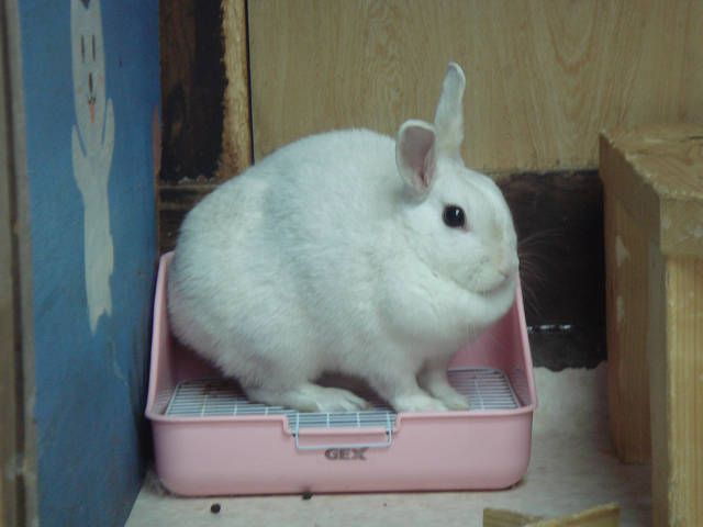 トイレから失礼します。