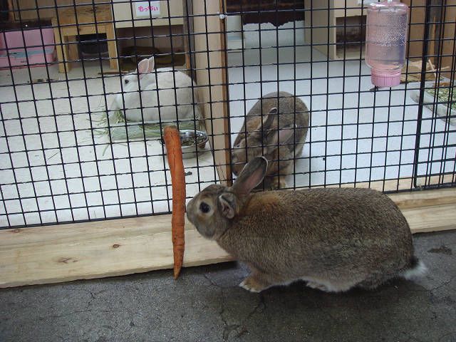 長～いにんじん！