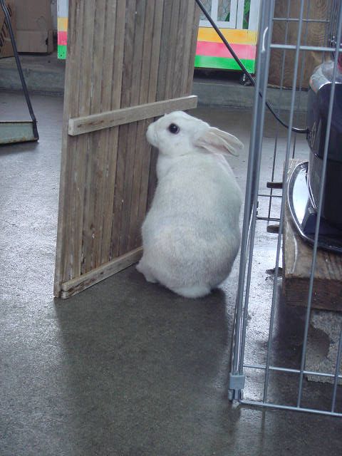 は～るよ来い！