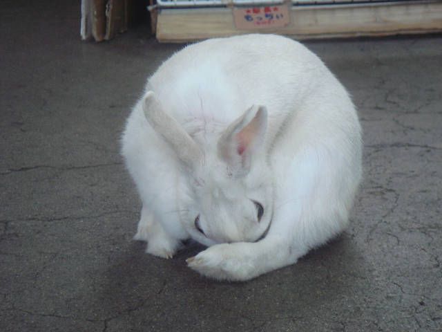 お手入れ大変です。