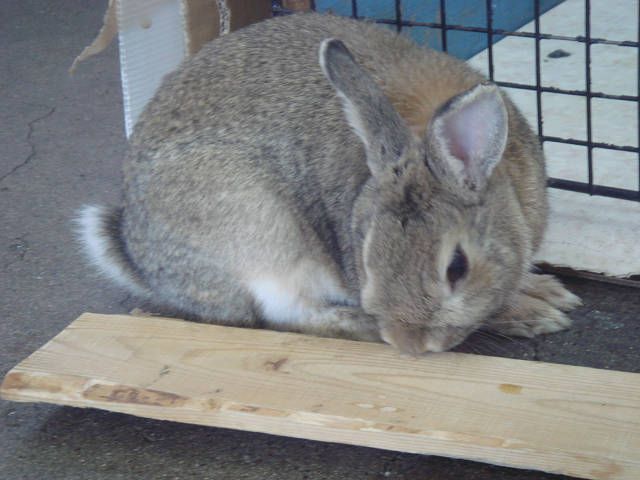 今日は大掃除。