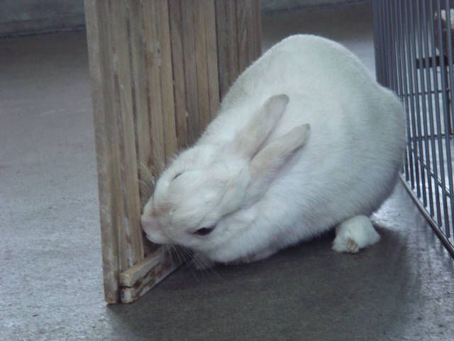 お客さんがいっぱい！