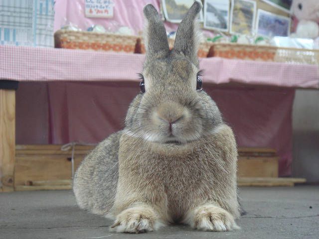 あついよぉ～＼(~o~)／