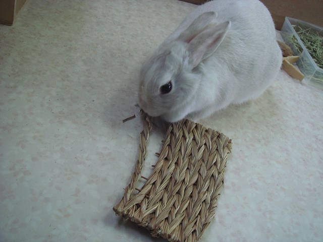 がじがじ