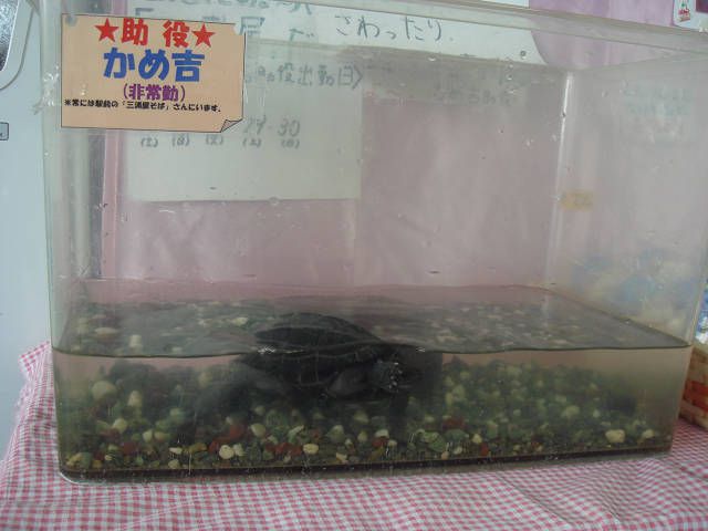 かめ吉出勤です。