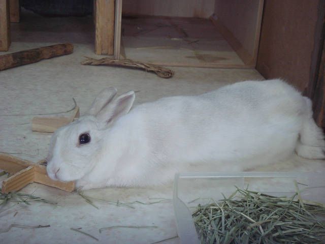 かじり木枕。