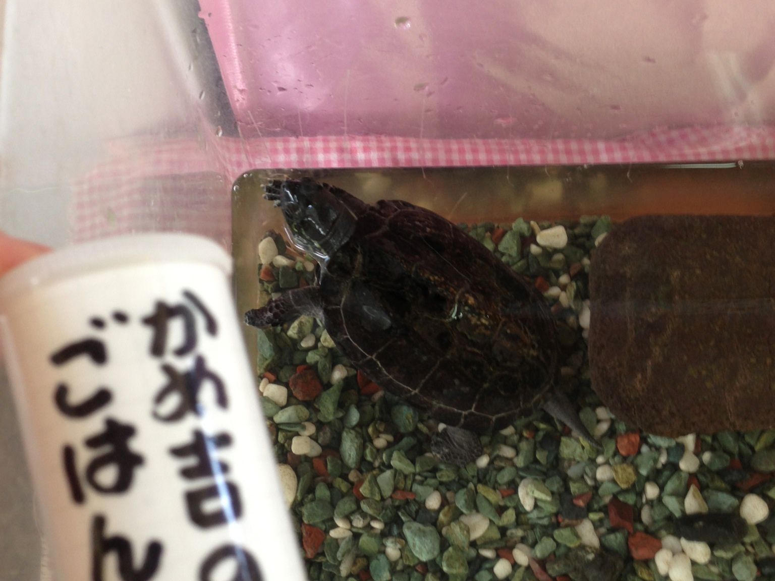 連日大賑わい。