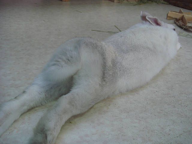 あっぢゅーーーい