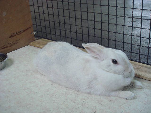あのねのねフェスティバル