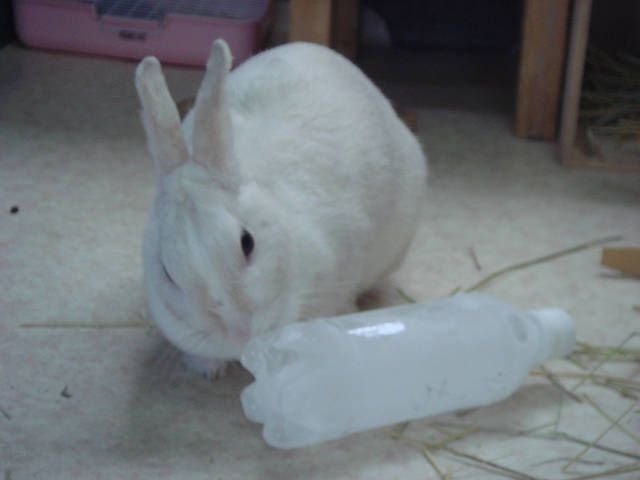 ちべだ～い！
