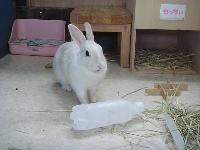 そろそろ卒業。
