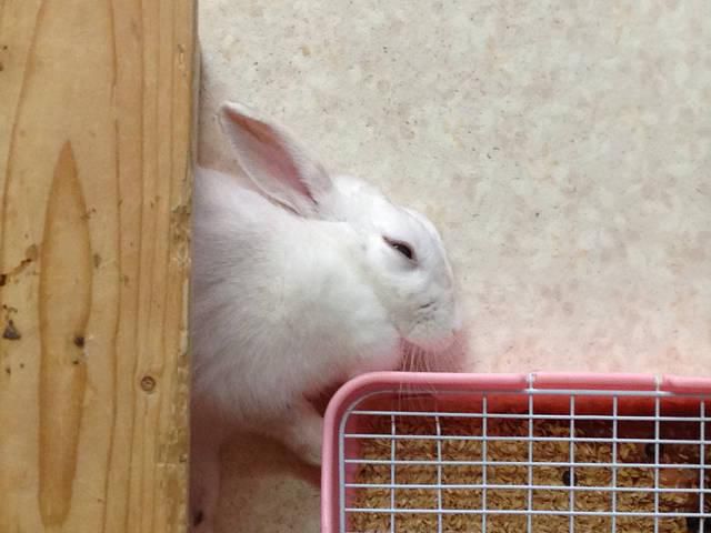 最後のひと鳴き？