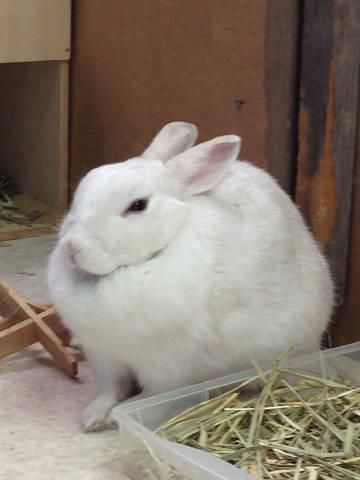 おもち、モチモチ。