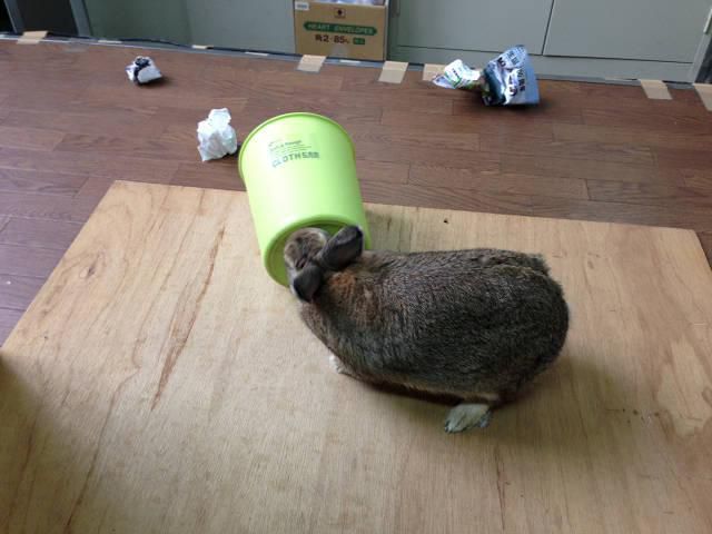 いたずら中。