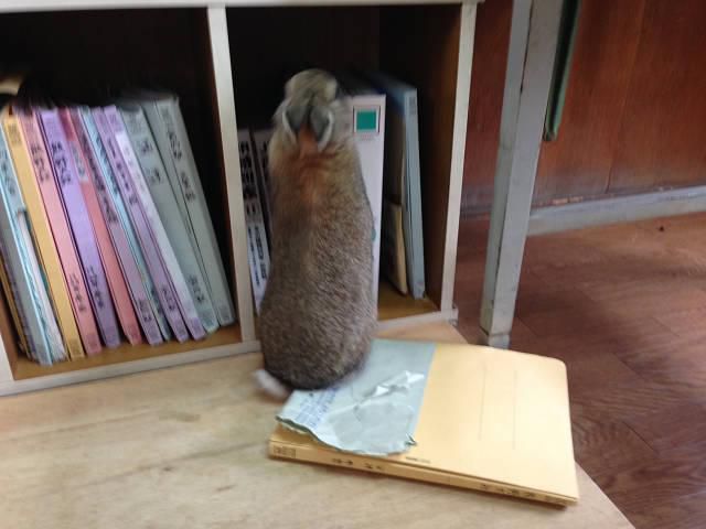 お手伝い？！