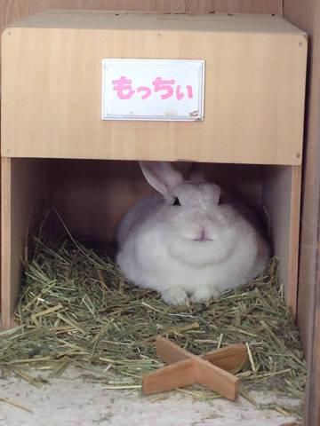 癒しのもっちぃ。