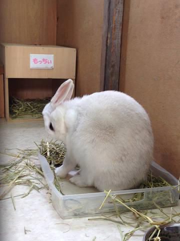 毛づくろい。