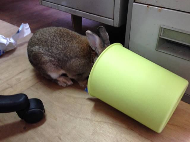 ゴミ箱
