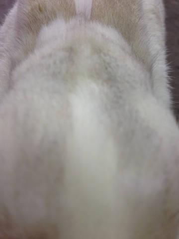 猛突進！