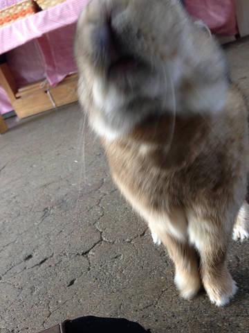 おねだり。