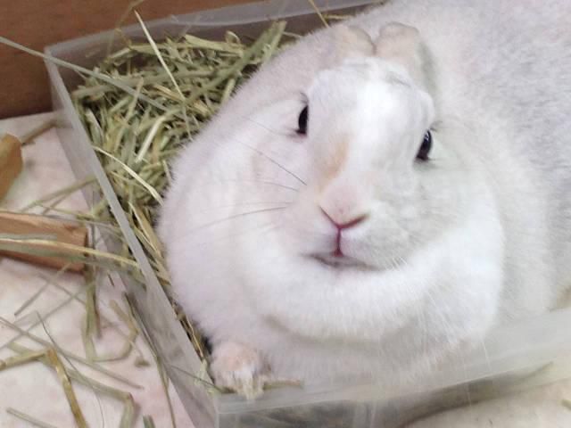 お手。