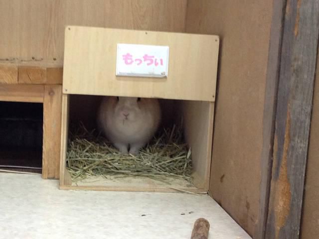 ちょいとかくれんぼ。