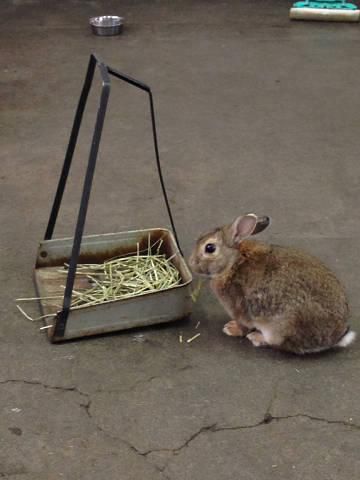 ごそごそごそ。