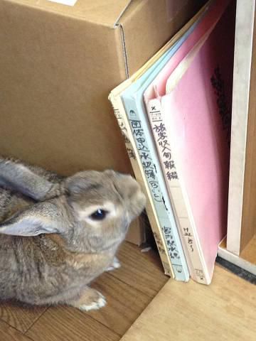 お手伝いするぞ～。