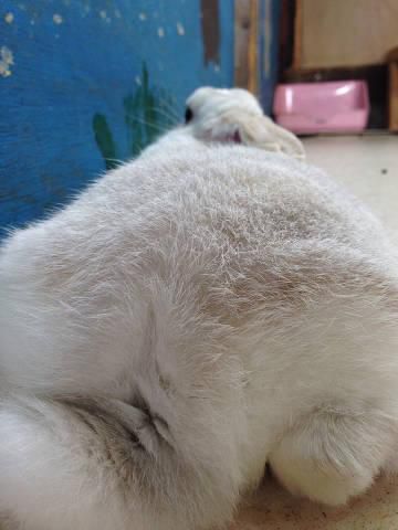 もふもふ～。