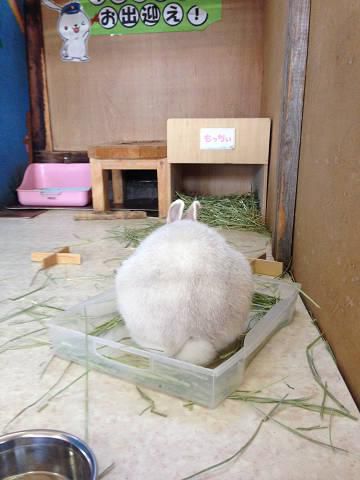 けさのもっちぃ。