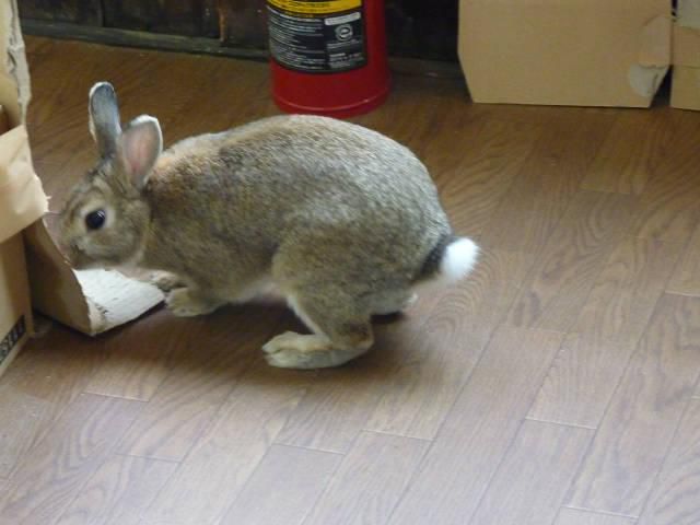 ハッスルうさぎ。