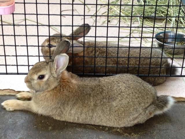 うり二つ。