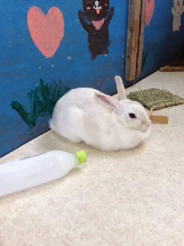 七夕